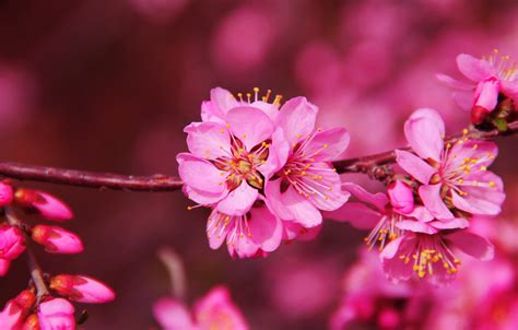 桃花神煞表|八字神煞看桃花详解 – 神煞看桃花密法